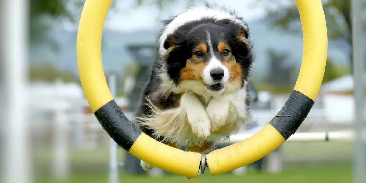 Why Agility Is Important