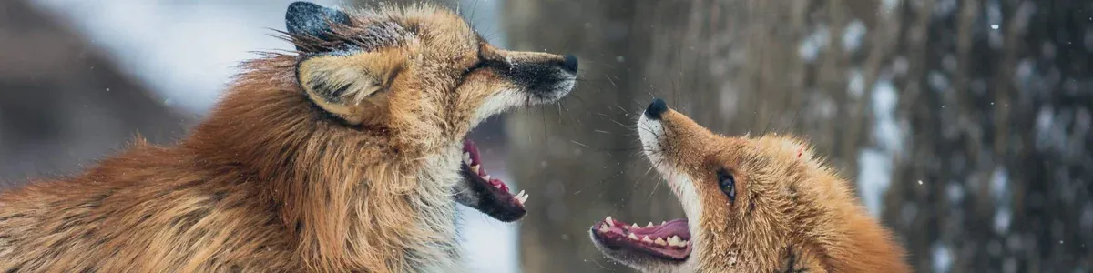 What Happens When Teams Don’t Disagree and Commit