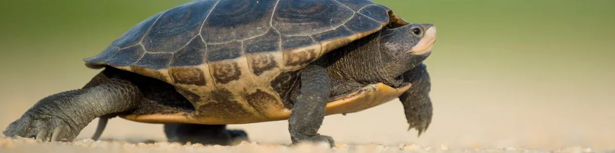 Don’t Run Marathons