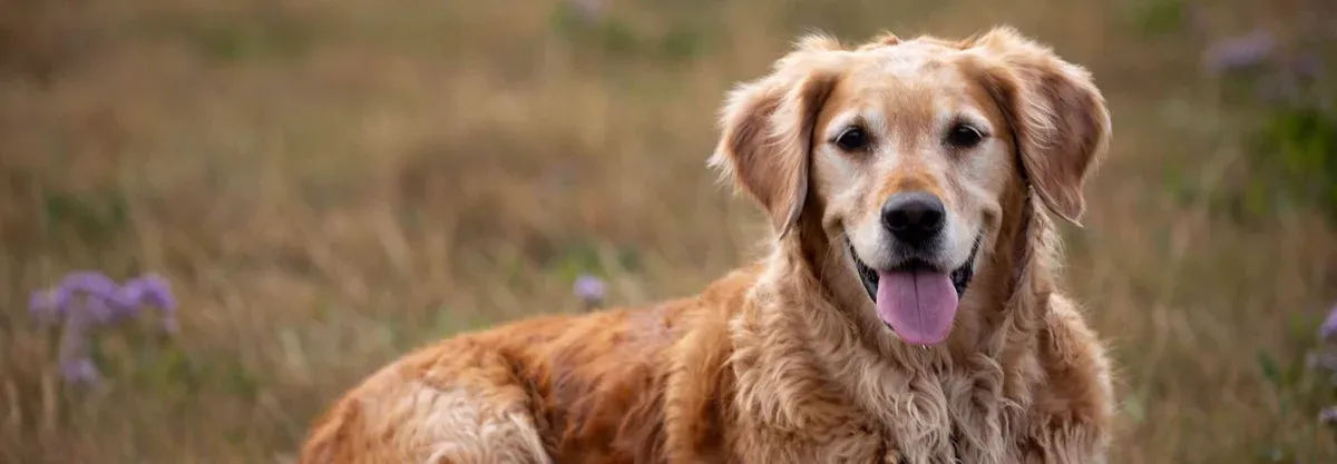 The First Virtue Is Always Goodness