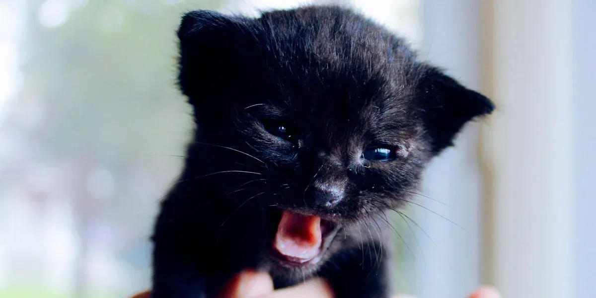 Why Are Boldness and Courage Important?