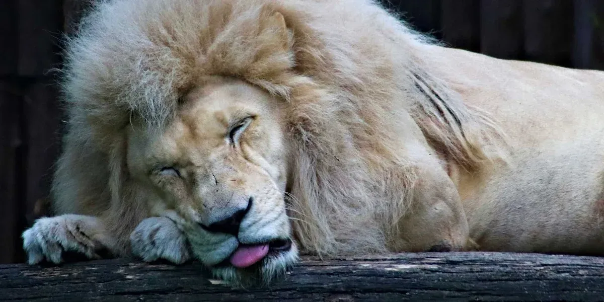 Lion Sleeping