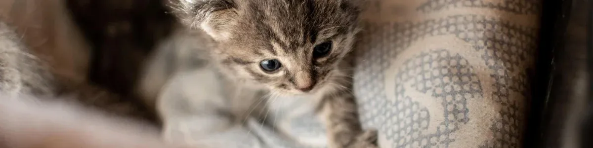 How Most People “Break Down” Goals