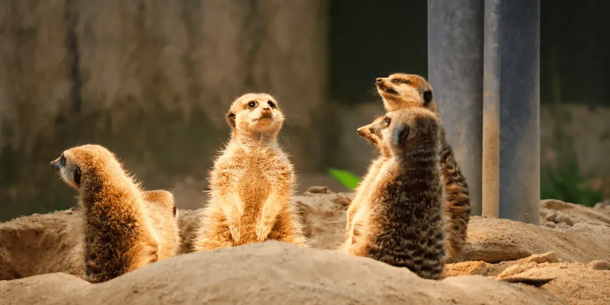 Real Time Meeting Rhythm Animals